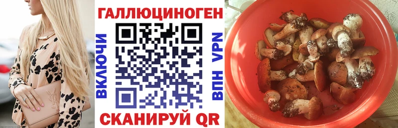 Купить где Зея Галлюциногенные грибы Psilocybe